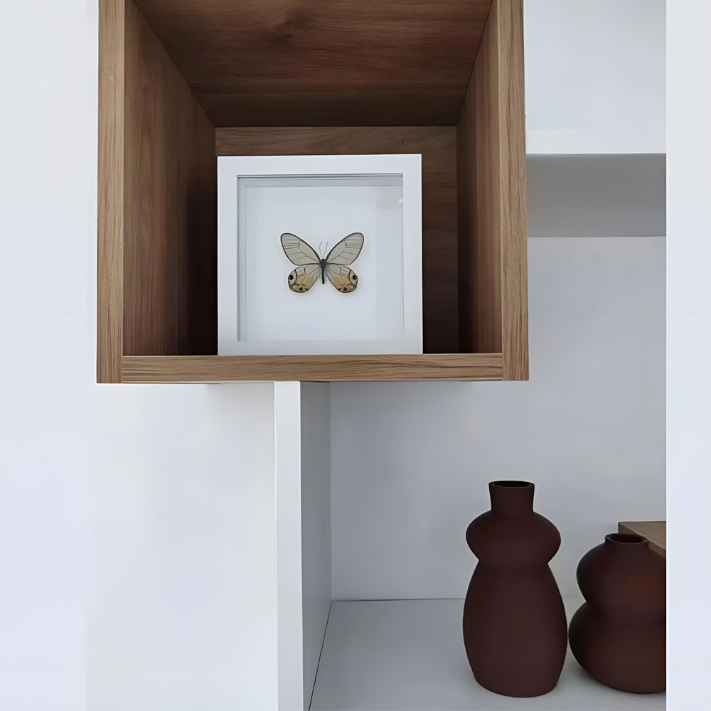 Od japanske kintsugi tehnike do tropskih leptira: Ovogodišnji Bazar donosi najuzbudljivije detalje za jesenski makeover domova 4 Leptiri Svijeta / photo: inDizajn